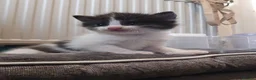 Mixed Breed cats for sale: Kittens - Advert 7