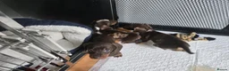 Miniature Dachshund dogs for sale: Miniature daschund pups - Advert 17