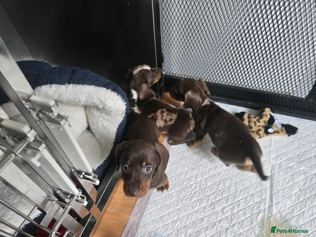 Miniature Dachshund dogs for sale: Miniature daschund pups - Advert 17
