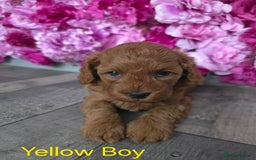Cavapoo dogs for sale: CAVAPOO F1B RED HEALTY TESTED PARENTS - Image 10