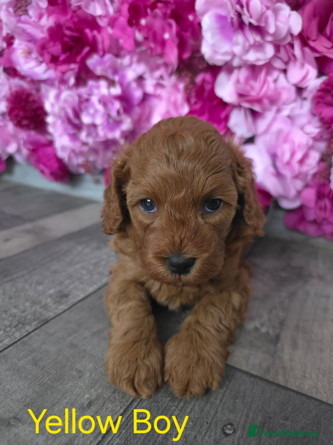 Cavapoo dogs for sale: CAVAPOO F1B RED HEALTY TESTED PARENTS - Image 10