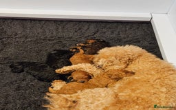 Miniature Poodle dogs for sale: Beautiful Health Tested Poodles - Advert 28