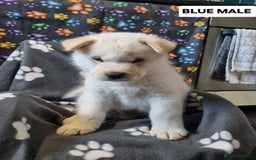 Mixed Breed dogs for sale: Chowsky pups - Image 6