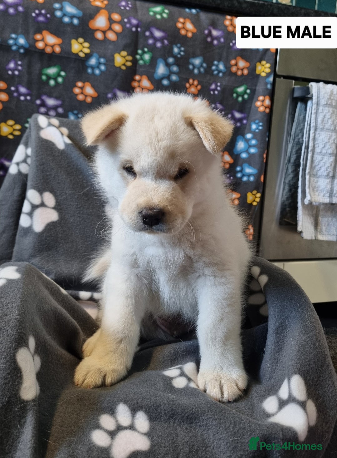 Mixed Breed dogs for sale: Chowsky pups - Image 6