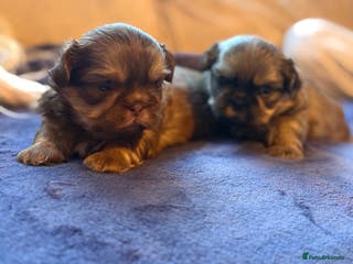 Shih Tzu dogs Shih tzu - Advert 10
