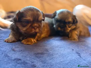 Shih Tzu dogs Shih tzu - Advert 15