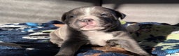 Staffordshire Bull Terrier dogs for sale: Blue Staffordshire bull terrier girl. - Advert 9