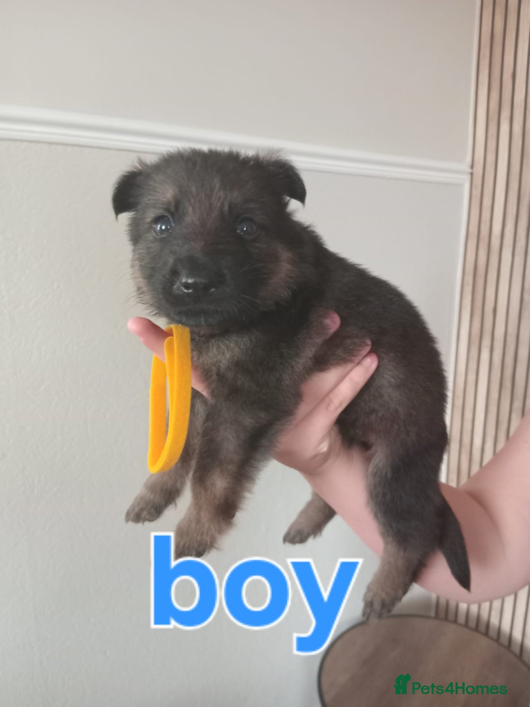 German Shepherd dogs for sale: 💥 chunky German Shepherd's 💥 - Image 2