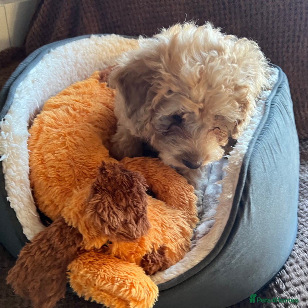Mixed Breed dogs for sale: F1b Australian Labradoodle  - Advert 6