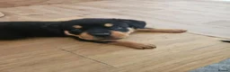 Rottweiler dogs for sale: Rottweiler puppies - Advert 8