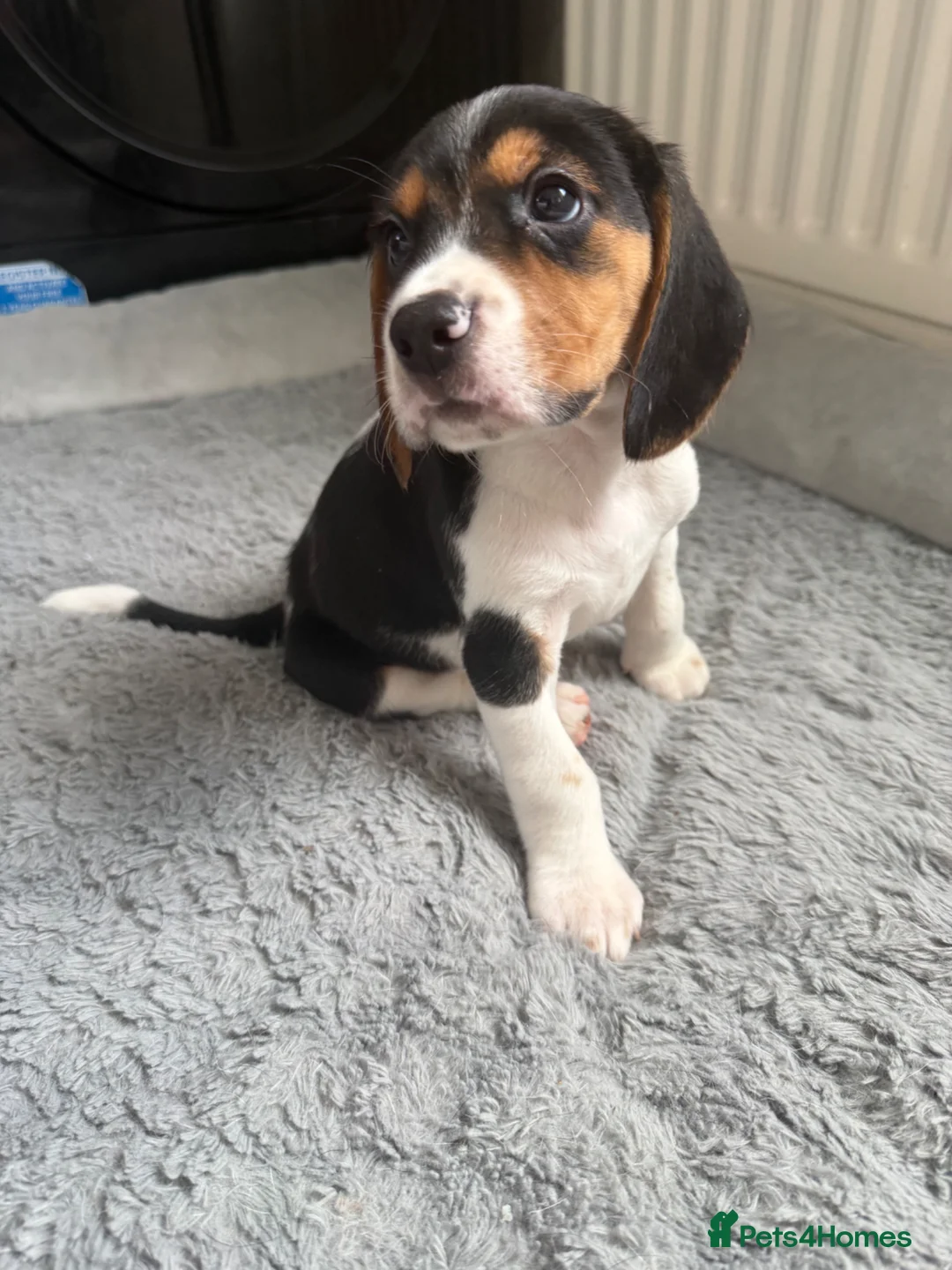 Beagle dogs for sale: Beagle puppies  - Advert 11