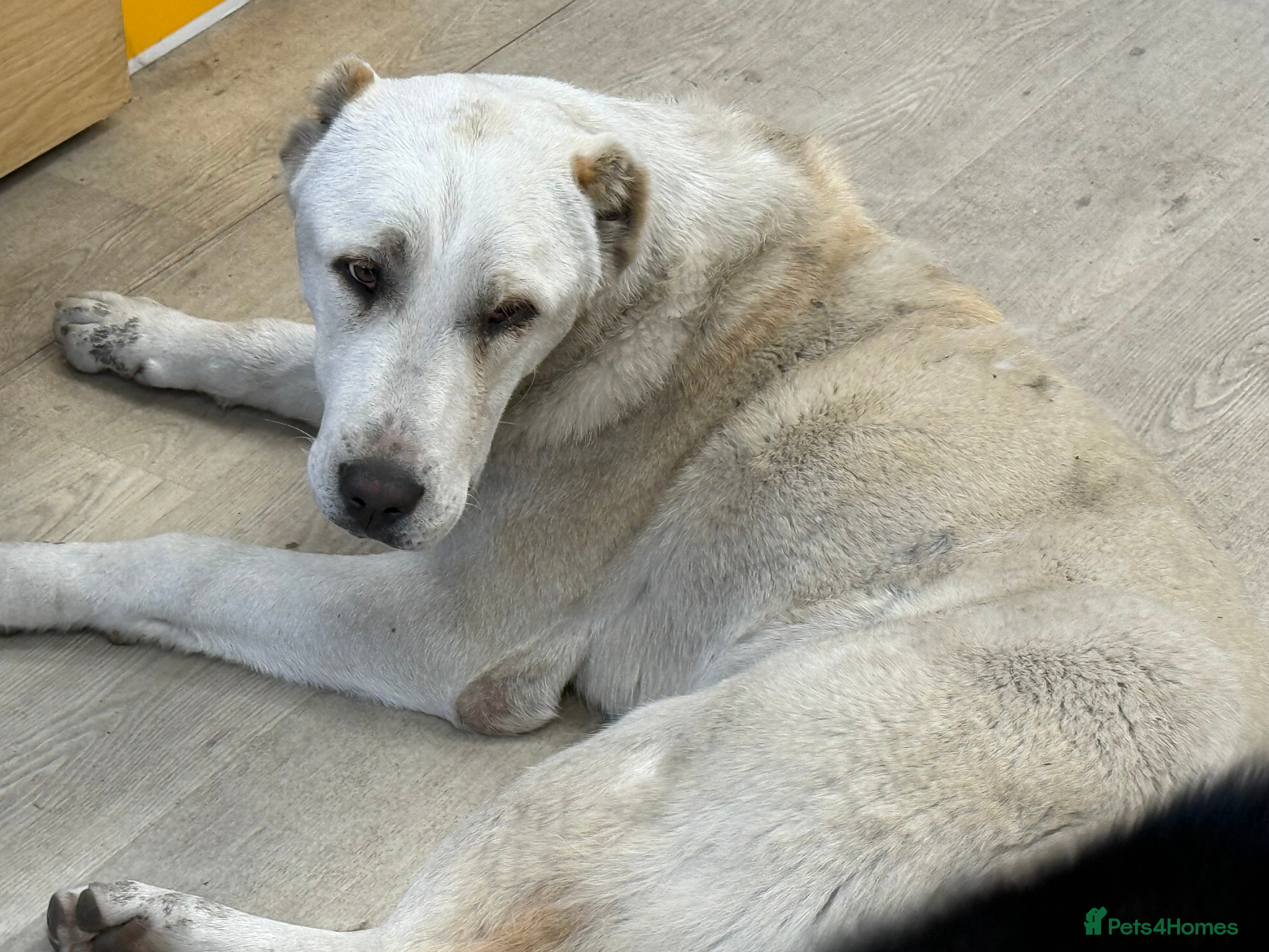 Mixed Breed dogs Alibi x Caucasian Shepherd pups - Advert 1