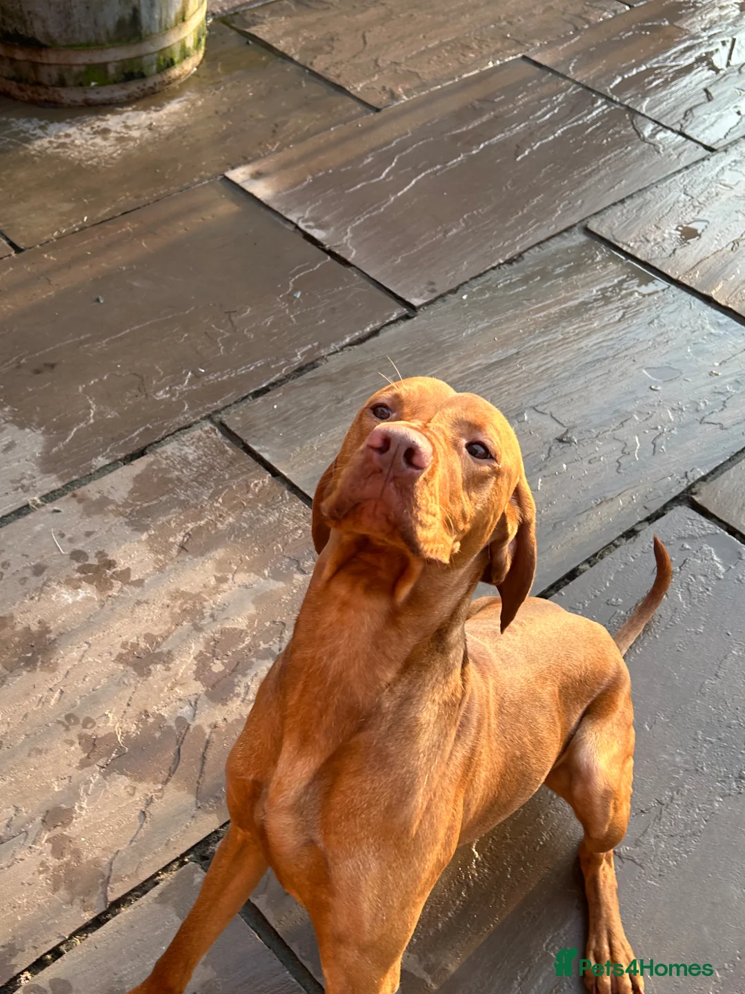 Hungarian Vizsla dogs for sale: Returned to breeder stunning vizsla boy  - Advert 1