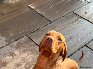 Hungarian Vizsla dogs Returned to breeder stunning vizsla boy - Advert 8