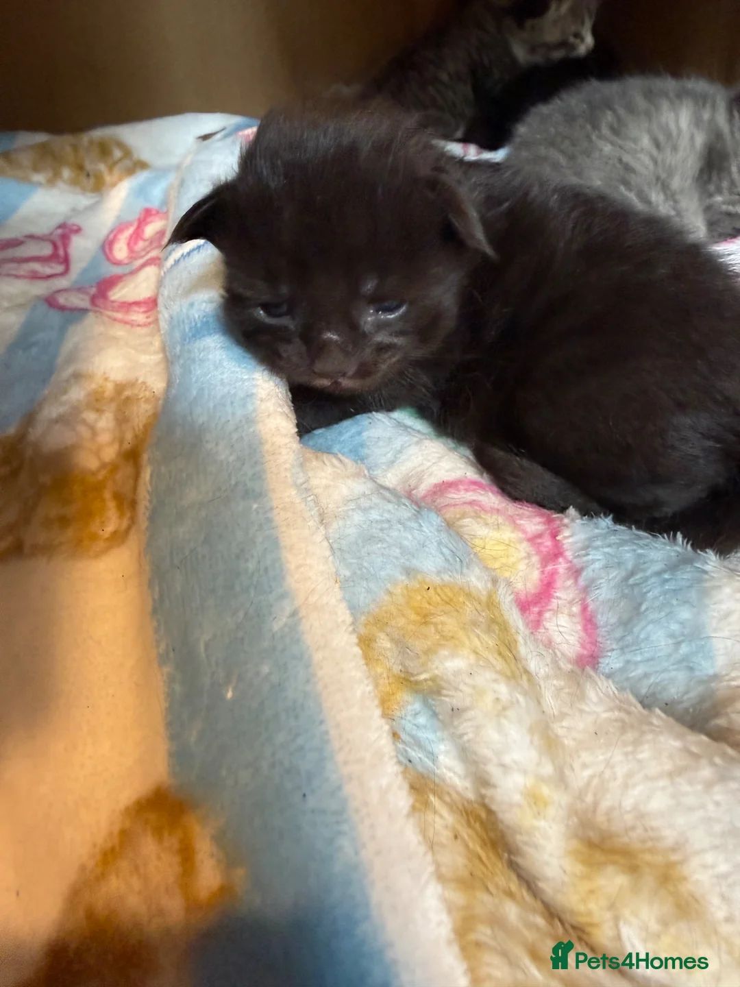 Mixed Breed cats for sale: Manecoon x - Advert 8
