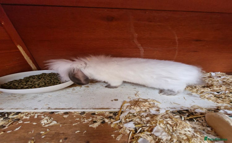 Lionhead rabbits - Advert 2