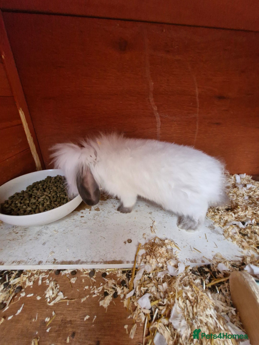 Lionhead rabbits for sale: Male Lionhead looking for his loving home  - Image 1