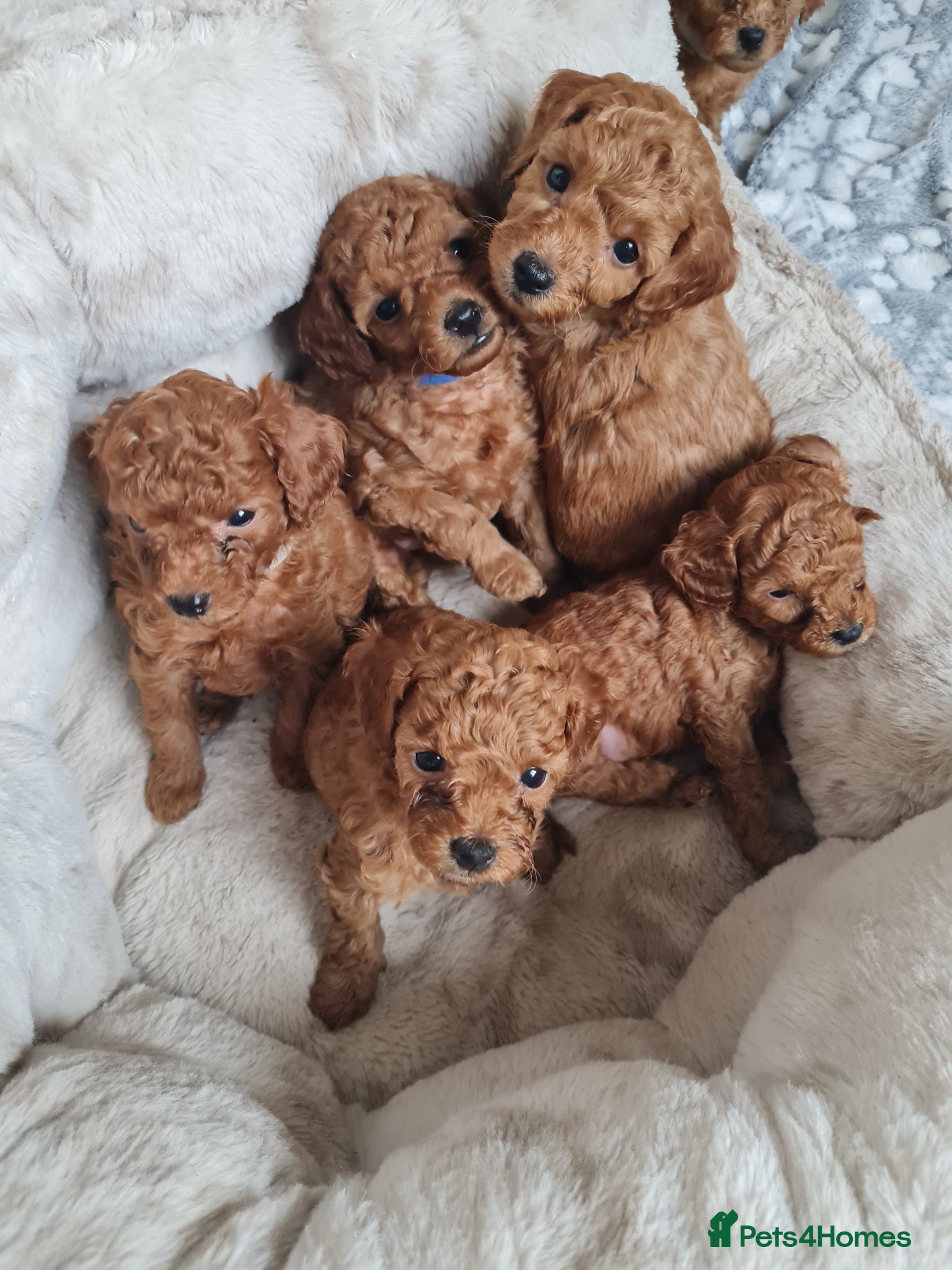 Toy Poodle dogs Beautiful DEEP RED ASIAN TOY POODLES  - Advert 18