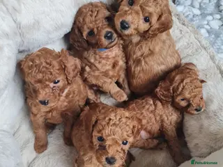 Toy Poodle dogs Beautiful DEEP RED ASIAN TOY POODLES - Advert 18