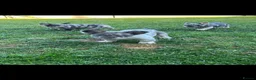 French Bulldog dogs for sale: Dwkc French bulldog Merle puppies  in Derby - Advert 6