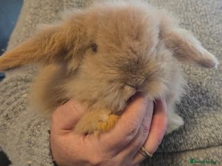 Mini Lion Lop rabbits Male teddywidder bunnies - Advert 5
