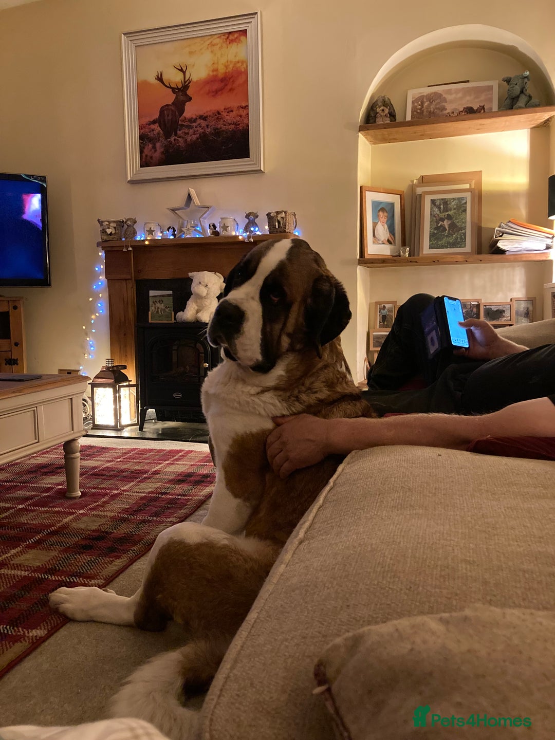 Saint Bernard dogs for sale: Saint pups from HIP & ELBOW tested parents  - Advert 11