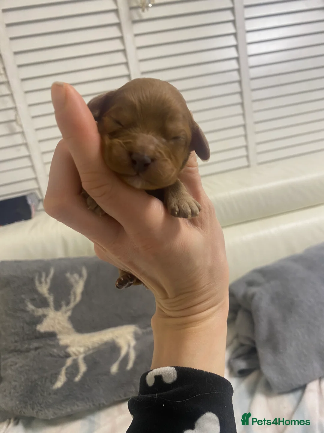 Cavapoo dogs for sale: Toy Cavapoo Health testing parent  - Advert 12