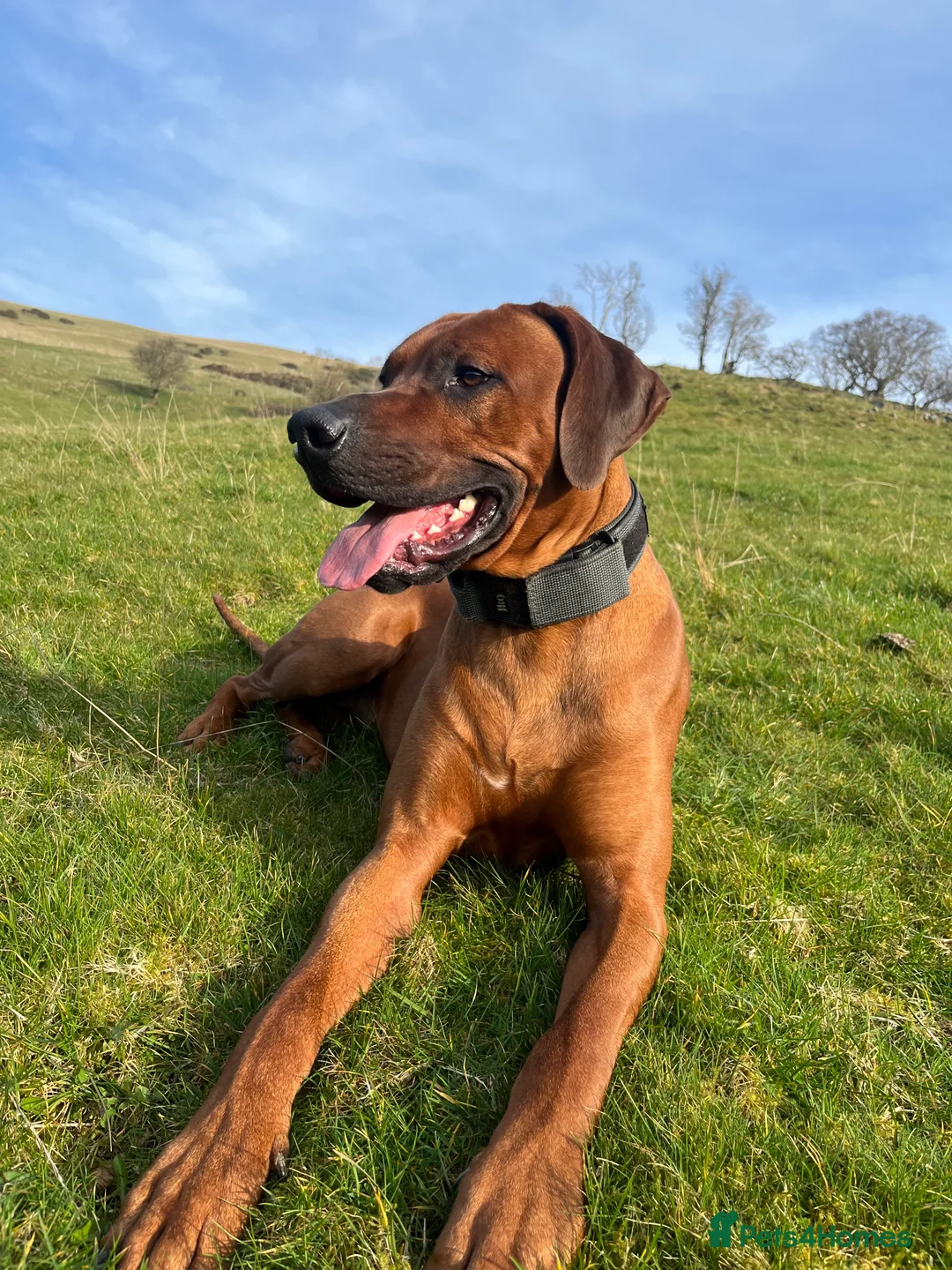 Rhodesian Ridgeback dogs for stud: Health Tested & KC registered Stud - Advert 5