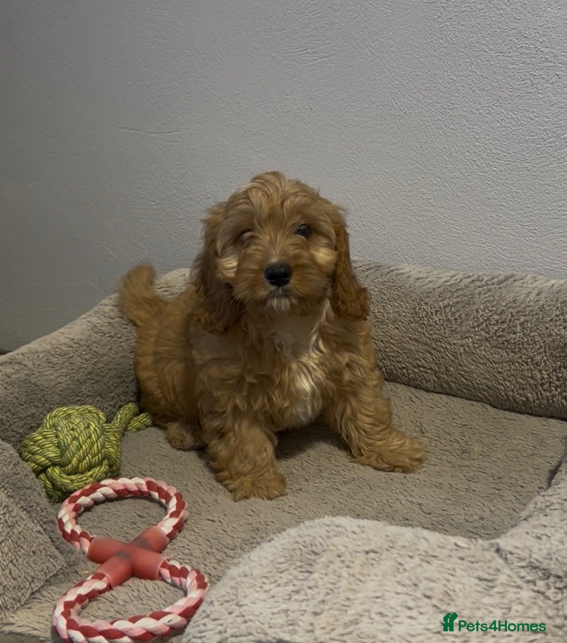 Cavapoochon dogs Gorgeous cavapoochon puppies 🐶 Ready to go now! - Advert 1
