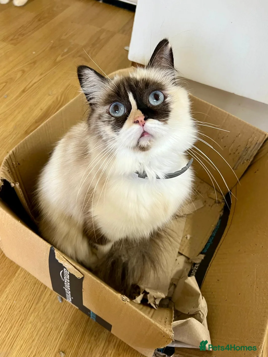 Ragdoll cats for sale: Stunning cream male Ragdoll Kitten  - Advert 2