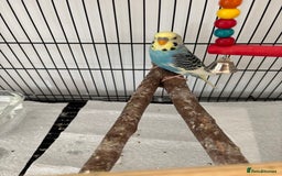 Budgerigars birds for sale: Beautiful Male Young Budgie  - Image 4