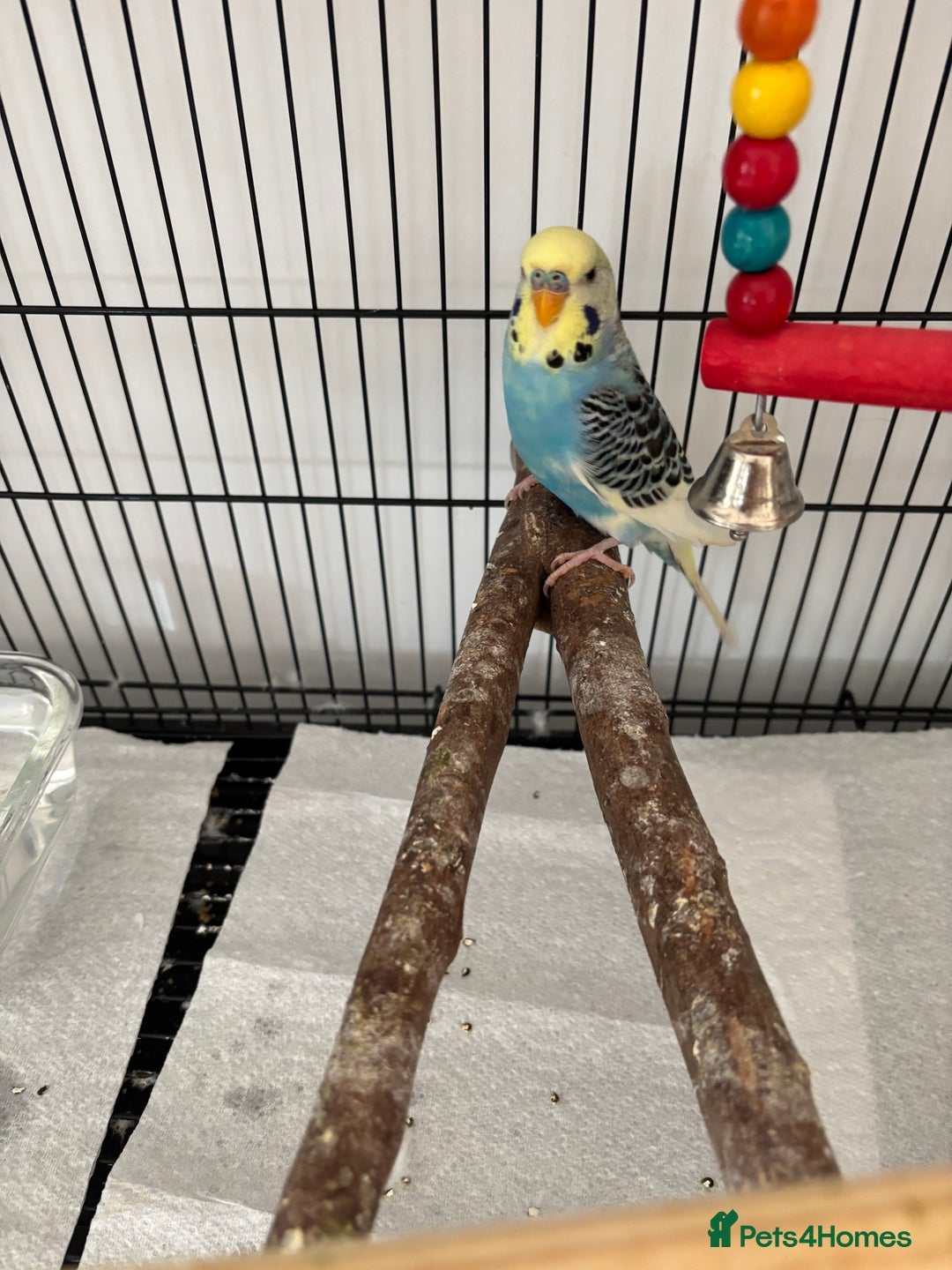 Budgerigars birds for sale: Beautiful Male Young Budgie  - Image 4