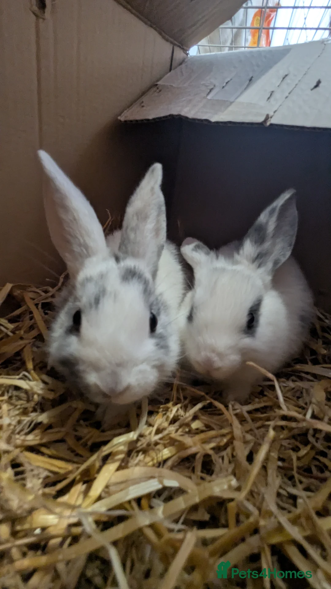 Mixed Breed rabbits for sale: 2 X Baby Rabbits (Lop) in Southampton - Advert 1