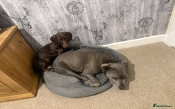 Mixed Breed dogs for sale: 6 month old small puppy  - Image 2
