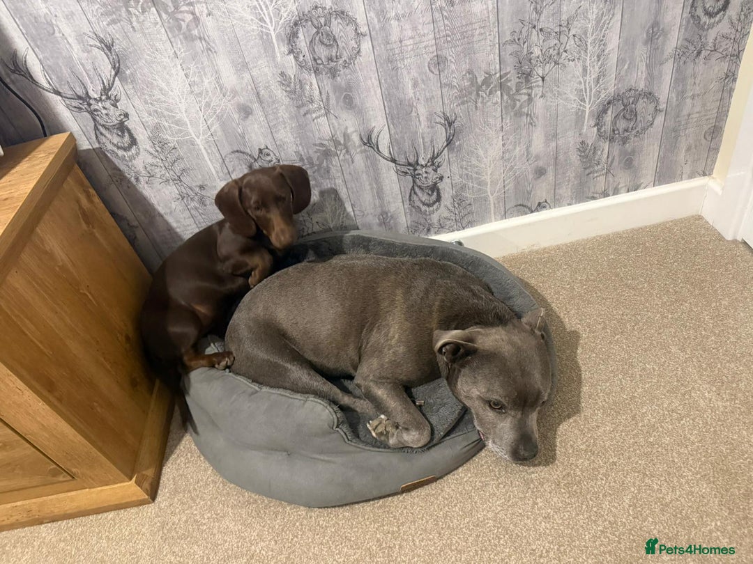 Mixed Breed dogs for sale: 6 month old small puppy  - Image 2