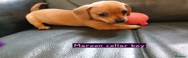 Chiweenie 4