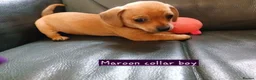 Chiweenie dogs for sale: Minature Daschund and Chihuahua Mix - Advert 11