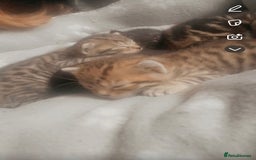 Bengal cats for sale: 4 Bengal kittens for sale  - Image 2