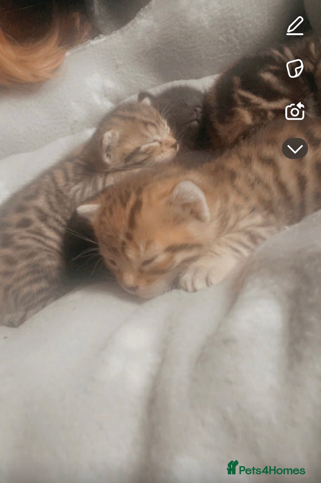 Bengal cats for sale: 4 Bengal kittens for sale  - Image 2