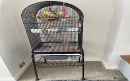 Budgerigars birds for sale: 2 budgies with cage - Image 1
