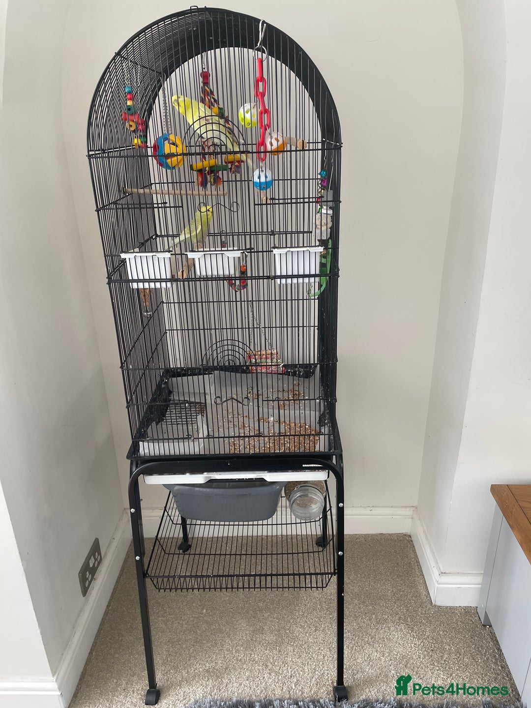 Budgerigars birds for sale: 2 budgies with cage - Image 1