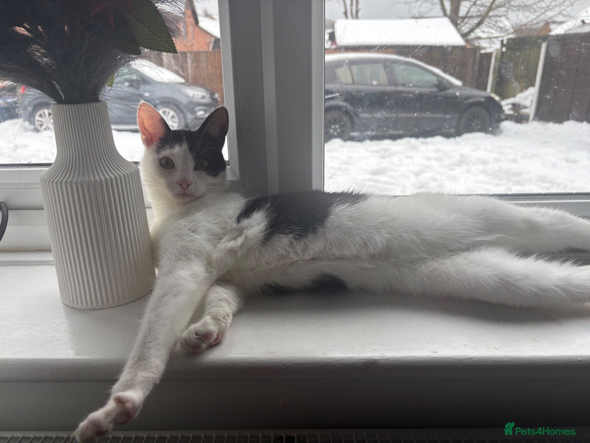 Domestic Shorthair cats  🐾 Black and white domestic shorthairs - Advert 3