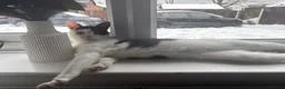 Domestic Shorthair cats for sale:  🐾 Black and white domestic shorthairs - Advert 1