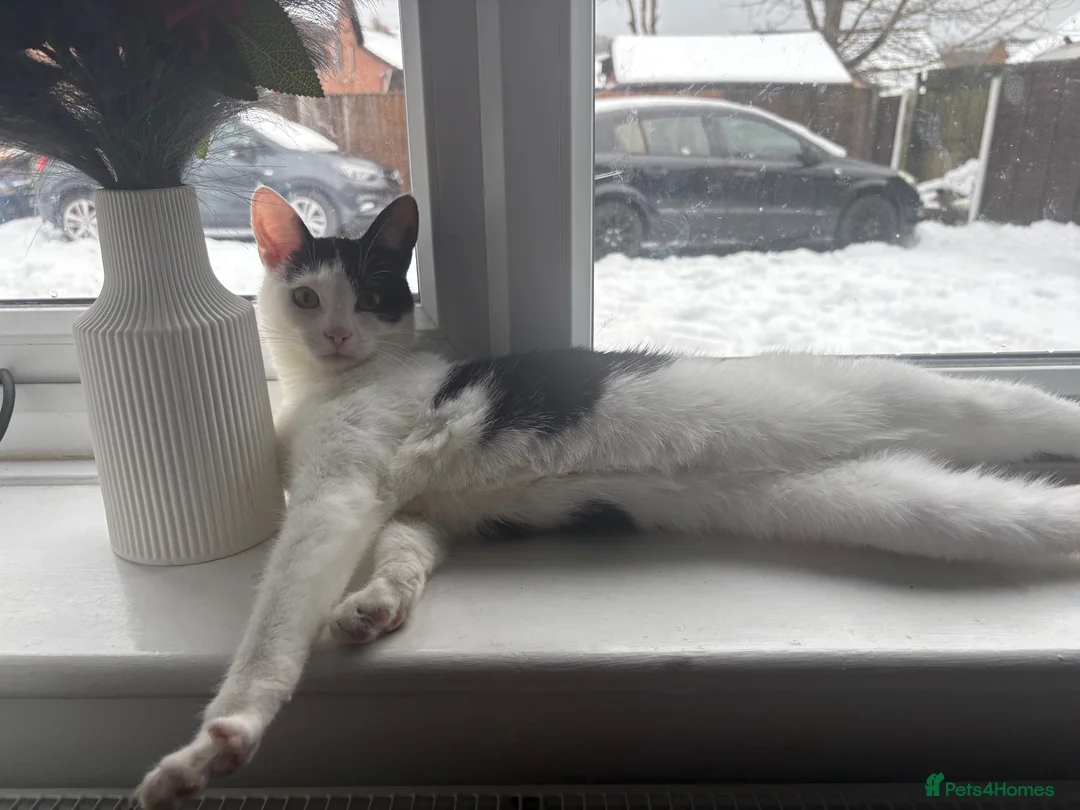 Domestic Shorthair cats for sale:  🐾 Black and white domestic shorthairs - Advert 1