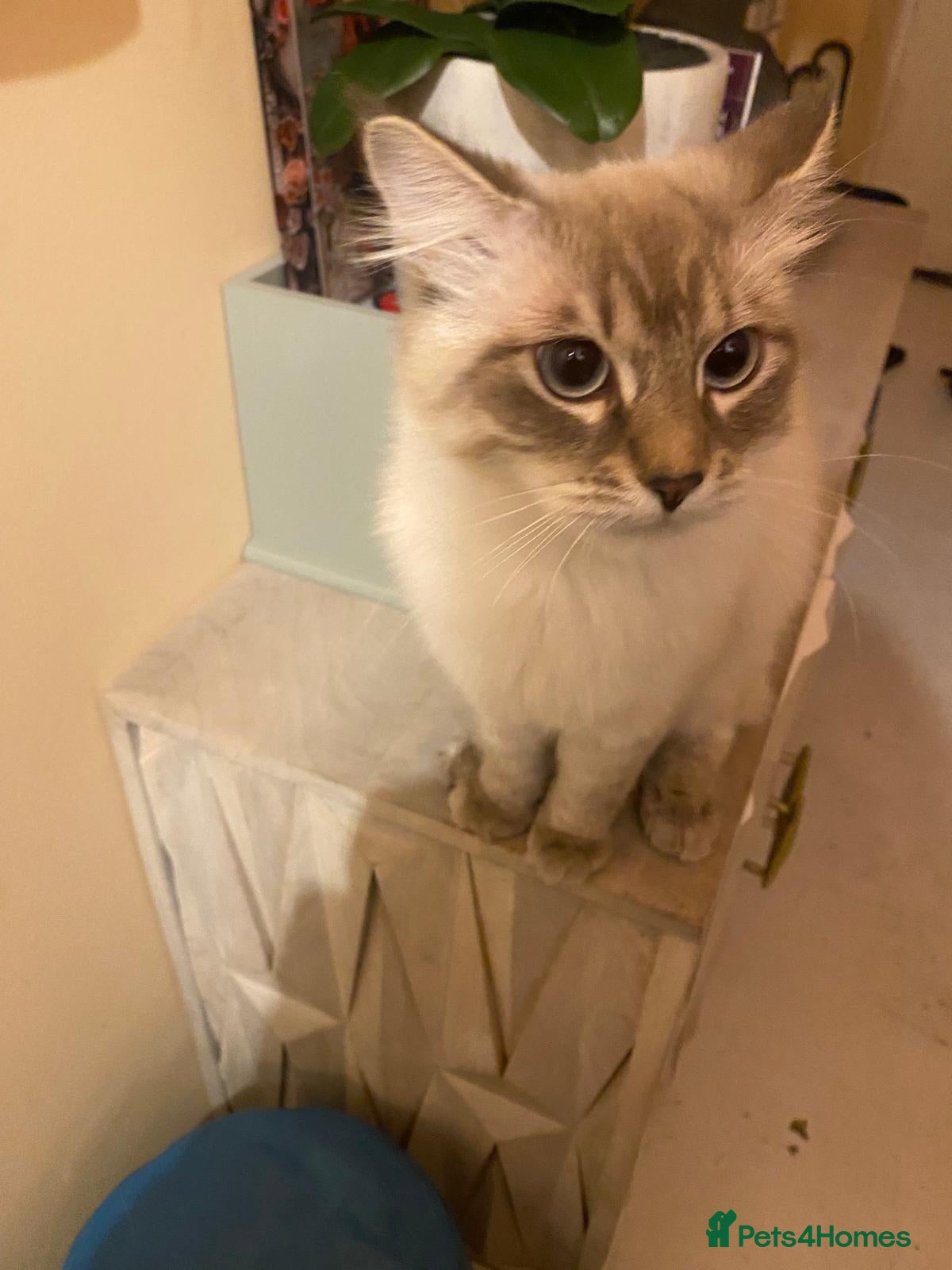 Neva Masquerade cats Pure Neva Masquerade for Stud - Advert 15