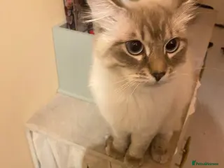 Neva Masquerade cats Pure Neva Masquerade for Stud - Advert 15