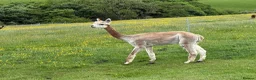 Alpaca livestock for sale: Pedigree registered mother and daughter - Advert 2