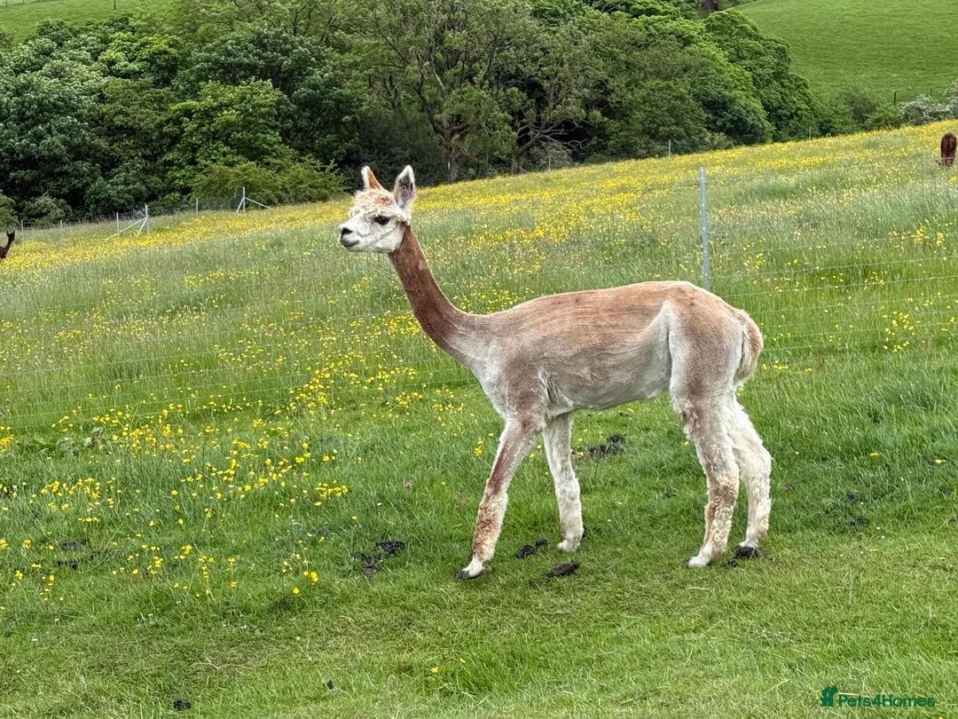 Alpaca livestock for sale: Pedigree registered mother and daughter - Advert 2
