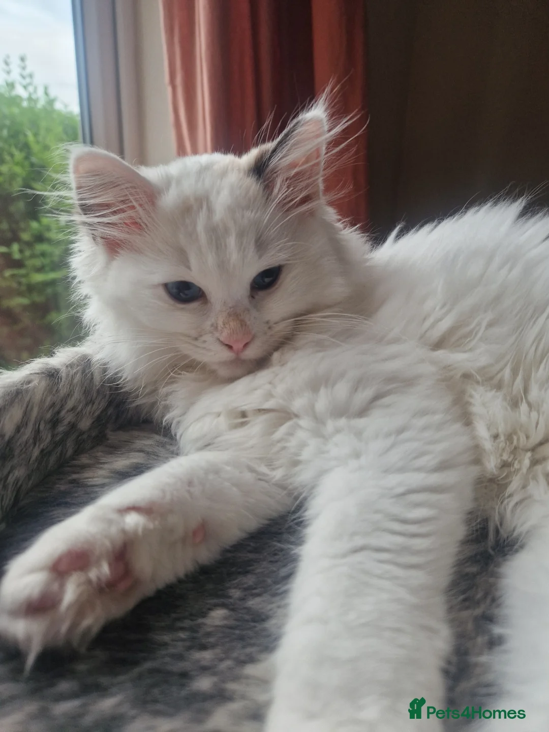 Ragdoll cats for sale: Last girl Ragdoll Kitten - Advert 1
