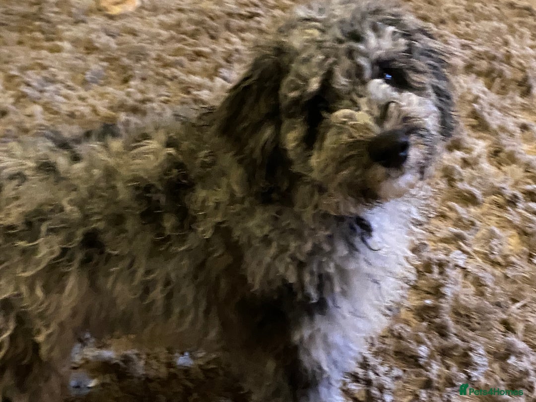 Cockapoo dogs for sale: F2 Cockapoo - Image 10